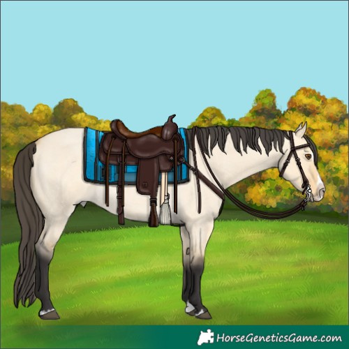 Horse Color:Buckskin Roan Dun Splash