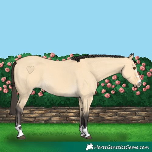 Horse Color:Buckskin Dun