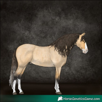 Horse Color:Buckskin Roan Dun Splash 