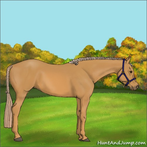 Horse Color:Palomino 