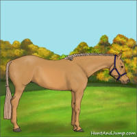 Horse Color:Palomino 