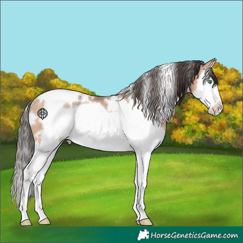 Horse Color:White Spotted Amber Champagne Splash Frame Rabicano 