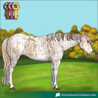 Horse Color:White Spotted Red Dun Rabicano and White Spotted Red Dun Rabicano