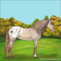 Horse Color:Red Dun Appaloosa 