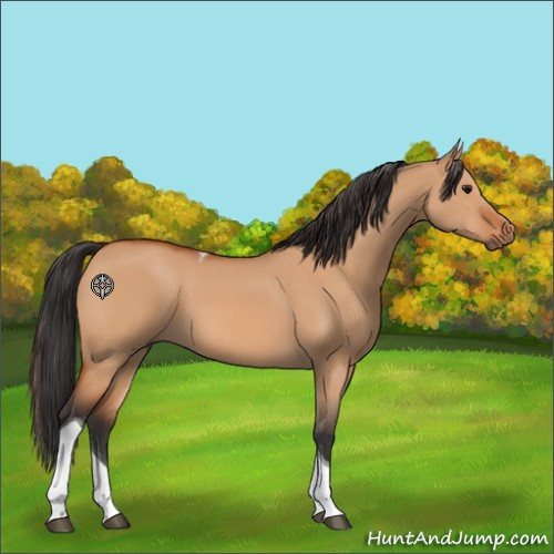 Horse Color:Unknown 