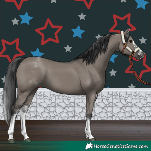 Horse Color:White Spotted Grullo Rabicano  and White Spotted Grullo Splash Rabicano 