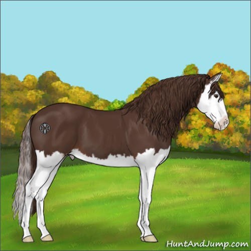 Horse Color:Liver Chestnut Splash 