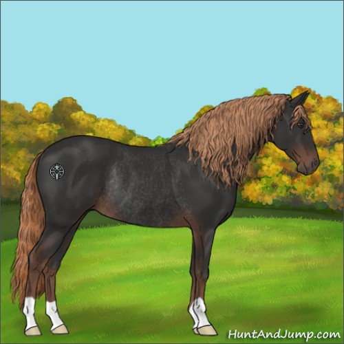 Horse Color:Liver Chestnut Rabicano 