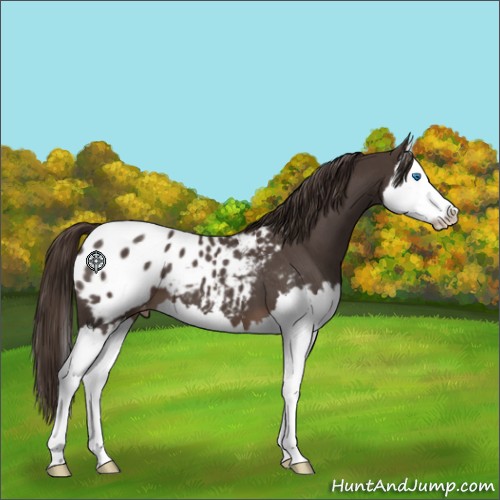 Horse Color:Liver Red Roan Splash Appaloosa 