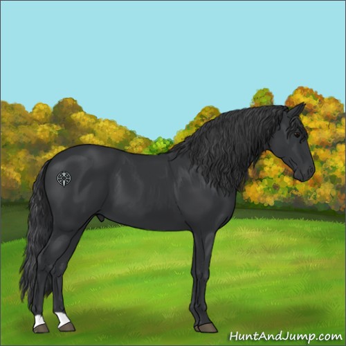 Horse Color:Black 