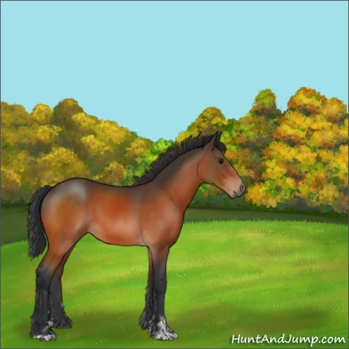 Horse Color:Bay Sabino