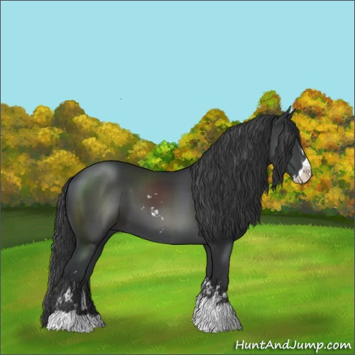 Horse Color:Black Sabino