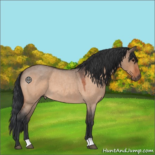 Horse Color:Bay Roan Dun 