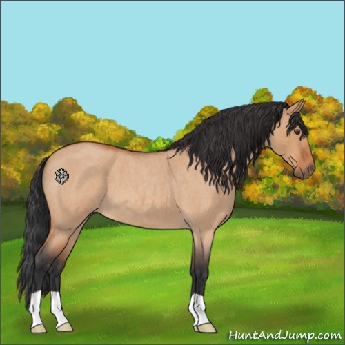 Horse Color:Bay Roan Dun 
