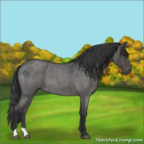 Horse Color:Blue Roan 