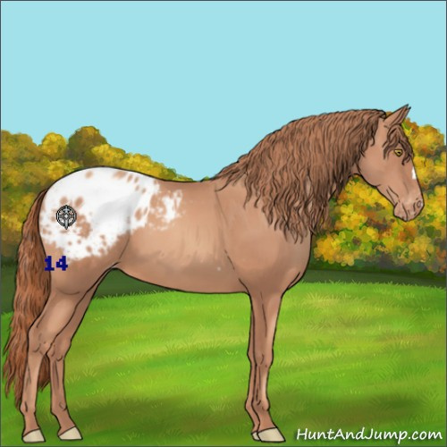 Horse Color:Gold Champagne Appaloosa 