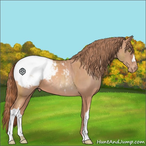 Horse Color:Gold Champagne Appaloosa 