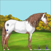Horse Color:Gold Champagne Appaloosa