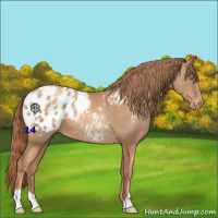 Horse Color:Gold Champagne Appaloosa 