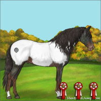 Horse Color:Liver Chestnut Appaloosa