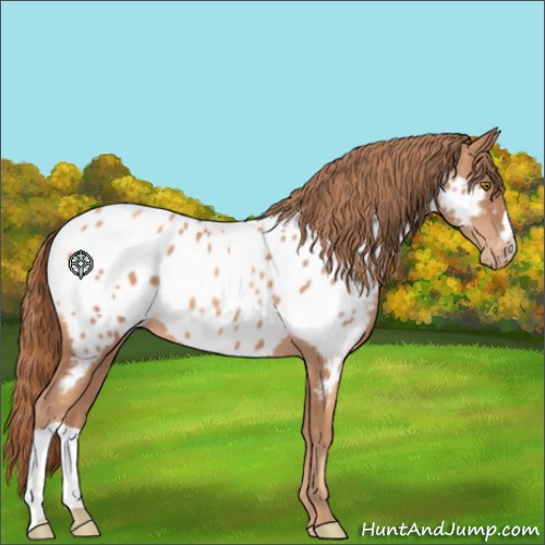 Horse Color:Gold Champagne Appaloosa 