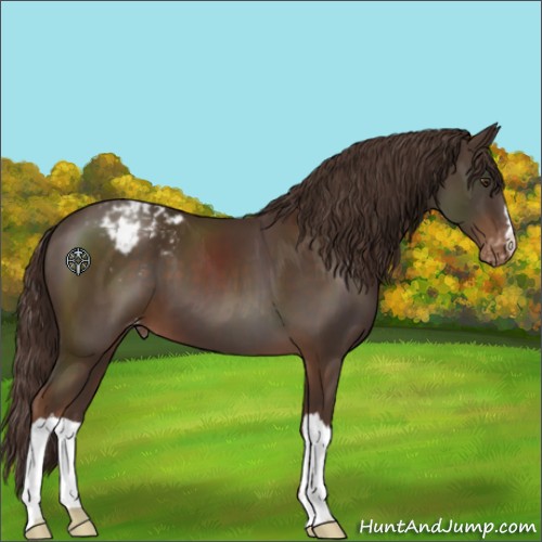 Horse Color:Liver Chestnut Appaloosa 