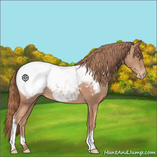 Horse Color:Gold Champagne Appaloosa 