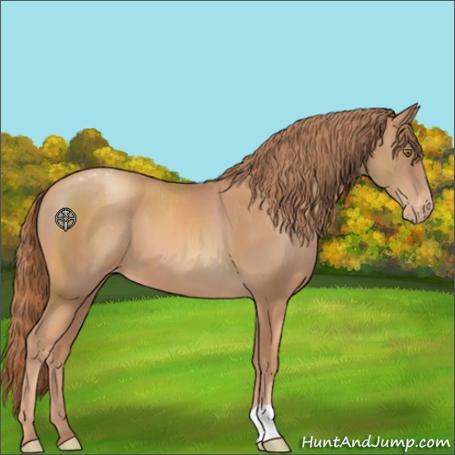 Horse Color:Gold Champagne Appaloosa 
