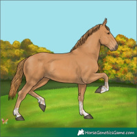 Horse Color:Chestnut and Chestnut
