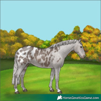 Horse Color:Silver Black Appaloosa 
