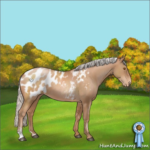 Horse Color:Silver Black Pearl Sabino Appaloosa 