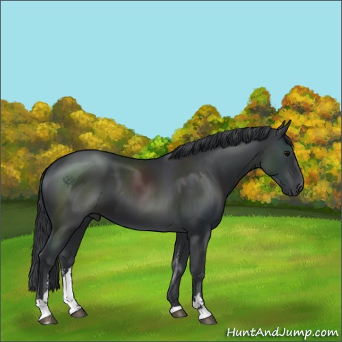 Horse Color:Black Sabino 