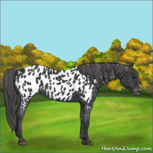 Horse Color:Black Appaloosa 