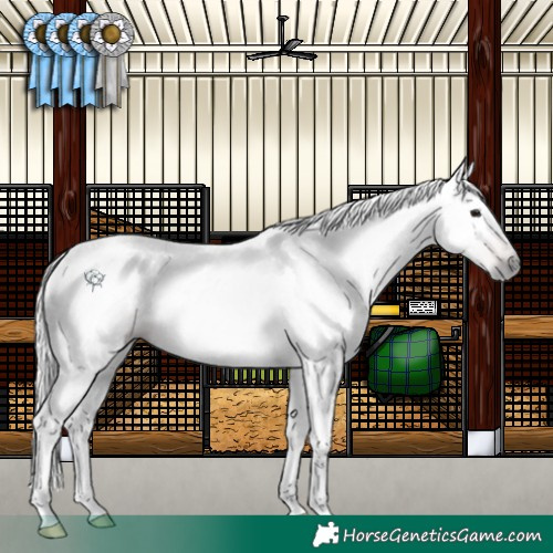 Horse Color:Gray Brown 