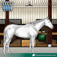Horse Color:Gray Brown 
