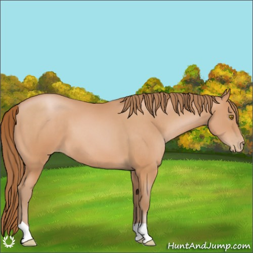 Horse Color:Bay Pearl