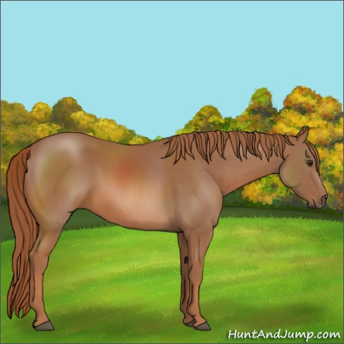 Horse Color:Chestnut Sabino 