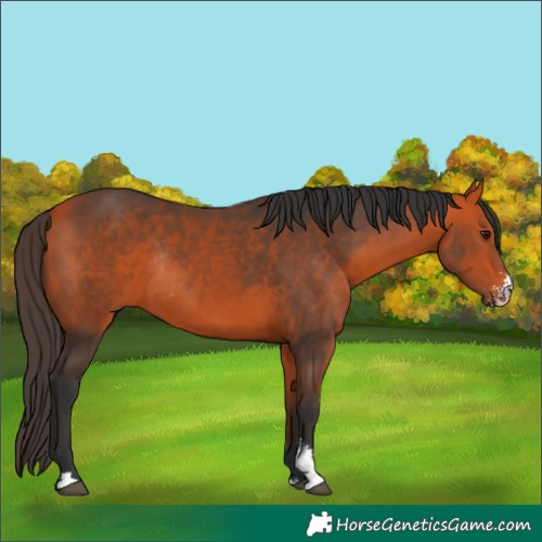 Horse Color:Bay Sabino Rabicano 