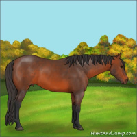 Horse Color:Bay Sabino 