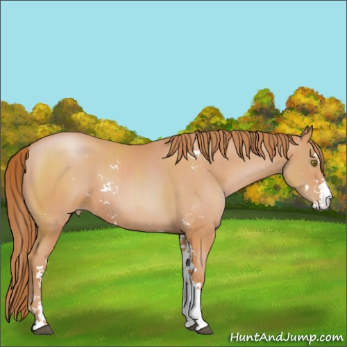 Horse Color:Bay Pearl Sabino 