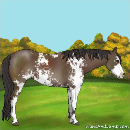 Horse Color:Bay Sabino 