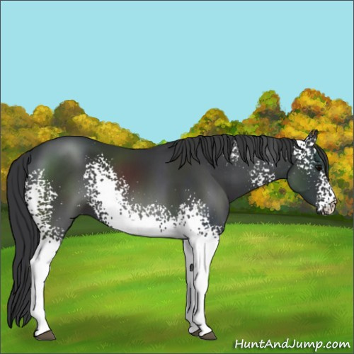 Horse Color:White Spotted Black Sabino 