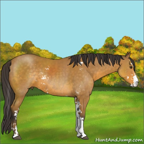 Horse Color:Buckskin Sabino Rabicano