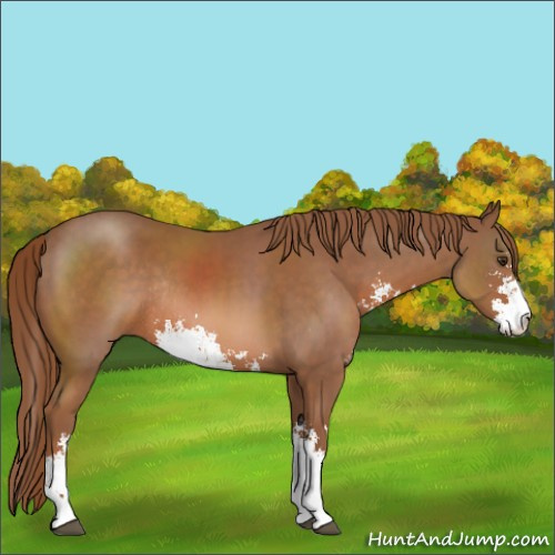 Horse Color:Chestnut Sabino Rabicano 