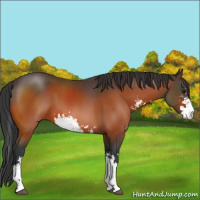 Horse Color:Brown Sabino 