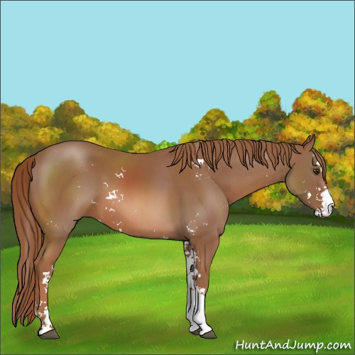 Horse Color:Chestnut Sabino