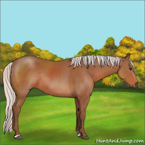 Horse Color:Silver Bay Sabino Rabicano 