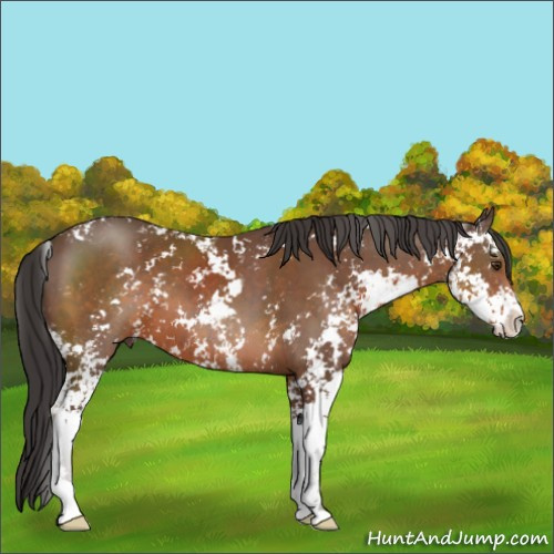 Horse Color:Bay Sabino