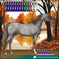Horse Color:Liver Red Roan 