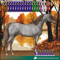 Horse Color:Liver Red Roan 